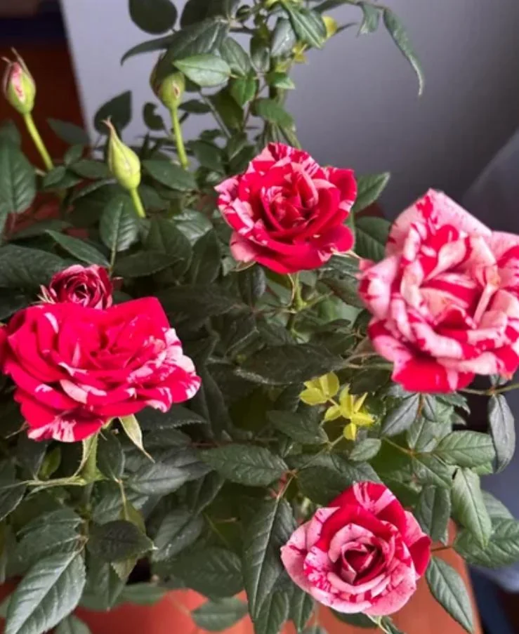 Mini Rose Live Plant - Red Pink Bi-Color Flower, 6" Tall, 3" Pot, Indoor/Outdoor - Image 8