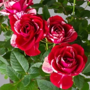 Mini Rose Live Plant - Red Pink Bi-Color Flower, 6