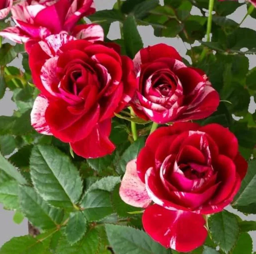 Mini Rose Live Plant - Red Pink Bi-Color Flower, 6" Tall, 3" Pot, Indoor/Outdoor - Image 9