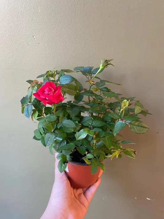 Mini Rose Red Live Plant – 6" Height – 3" Pot – Indoor & Outdoor Flowering Perennial - Image 3