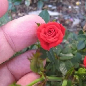 Mini Rose Red Live Plant – 6