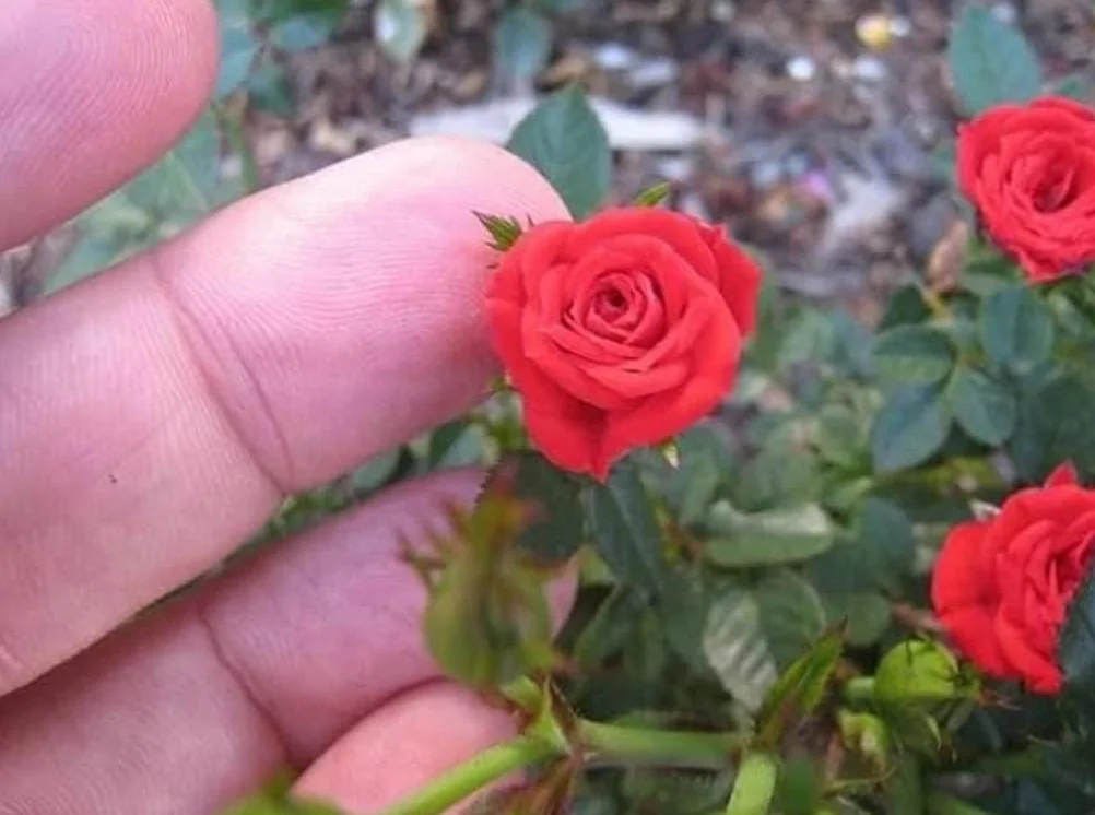 Mini Rose Red Live Plant – 6" Height – 3" Pot – Indoor & Outdoor Flowering Perennial - Image 5