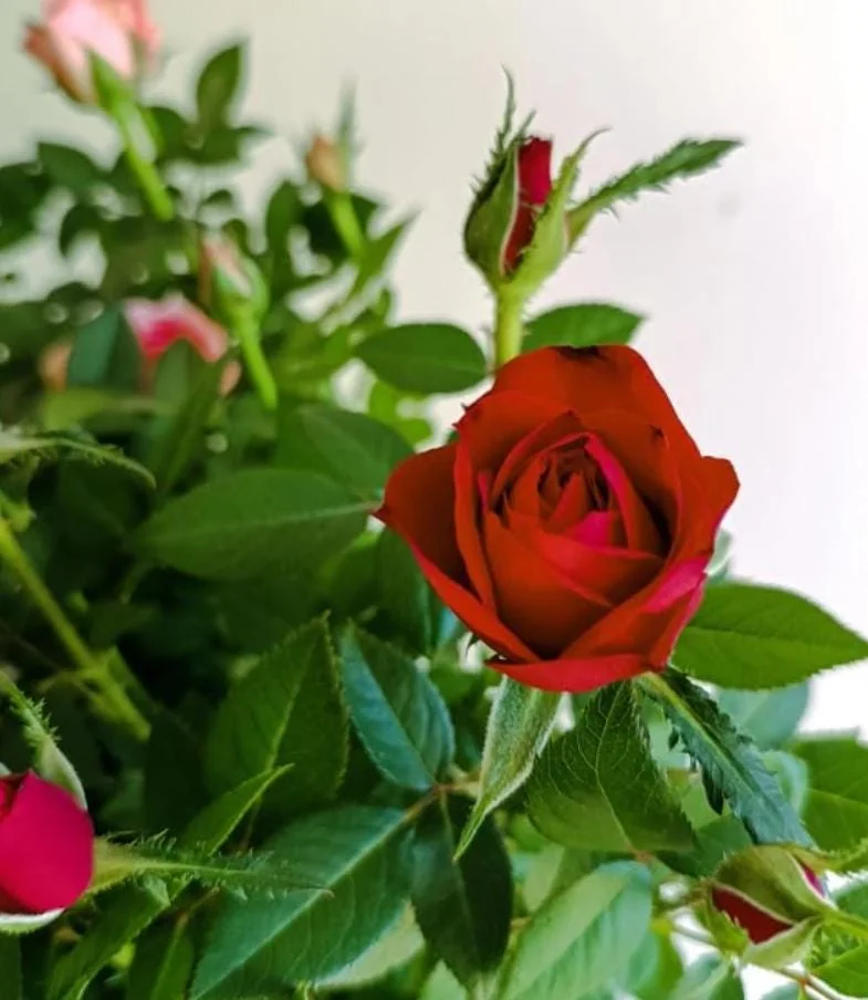 Mini Rose Red Live Plant – 6" Height – 3" Pot – Indoor & Outdoor Flowering Perennial - Image 1