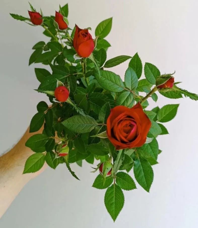 Mini Rose Red Live Plant – 6-inch Height, 3-inch Pot – Indoor/Outdoor Flowering - Image 2