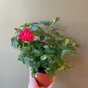 Mini Rose Red Live Plant – 6-inch Height – 3-inch Pot – Indoor/Outdoor - Image 3