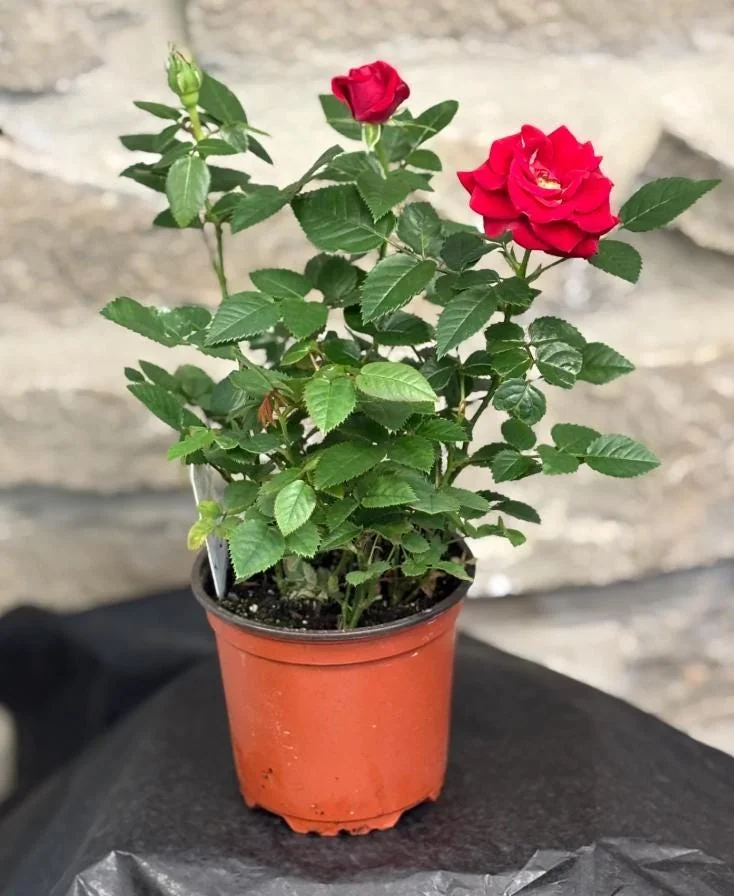 Mini Rose Red Live Plant – 6-inch Height, 3-inch Pot – Indoor/Outdoor Flowering - Image 4