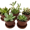Mini Succulent Collection Live Plants – 5 Assorted 1-inch Potted Succulents with Saucers – Indoor Fairy Garden & Terrarium Plants - Image 1