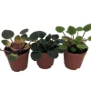 Miniature African Violet Live Plant - 3 Plants 2-inch Pot - Indoor Flowering - Image 1