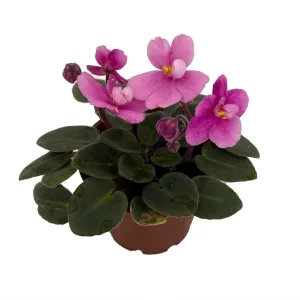 Miniature African Violet Live Plant - 3 Plants 2-inch Pot - Indoor Flowering - Image 3
