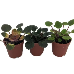 Miniature African Violet Live Plant - 3 Plants 2-inch Pot - Indoor Flowering - Image 1