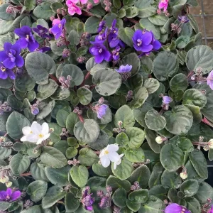 Miniature African Violet Live Plant - 3 Plants 2-inch Pot - Indoor Flowering - Image 4