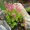 Miniature Pulchella Coral Bells Live Plant - Heuchera - 2.5" Pot - Image 1