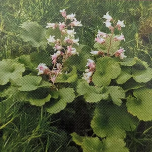 Miniature Pulchella Coral Bells Live Plant - Heuchera - 2.5