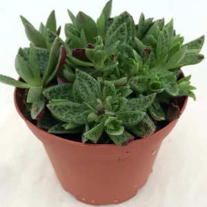 Miniature Tiger Jade Plant - Crassula Live Plant - 2.5 inch Pot - Indoor Succulent - Image 3