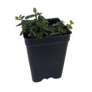 Miniature Wintercreeper Plant - Euonymus fortunei 'Kewensis' - 2.5