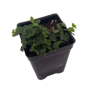 Miniature Wintercreeper Plant - Euonymus fortunei 'Kewensis' - 2.5