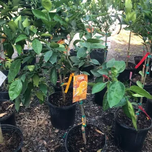 Minneola Tangerine Tree Grafted Live Plant - 5 Gallon, 4 Feet Tall, Bearing Fruit - Image 2