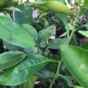 Minneola Tangerine Tree Grafted Live Plant - 5 Gallon, 4 Feet Tall, Bearing Fruit - Image 4