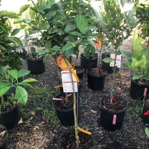 Minneola Tangerine Tree Grafted Live Plant - 5 Gallon, 4 Feet Tall, Bearing Fruit - Image 5