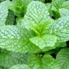 Mint Live Herb Plant 6 inch Tall in 3.5 inch Pot - Outdoor Culinary Herb - Image 1