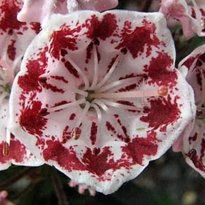 Minuet Dwarf Mountain Laurel Live Plant – Kalmia – 4 inch Pot – Very Hardy - Image 2