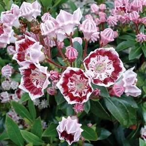 Minuet Dwarf Mountain Laurel Live Plant – Kalmia – 4 inch Pot – Very Hardy - Image 1