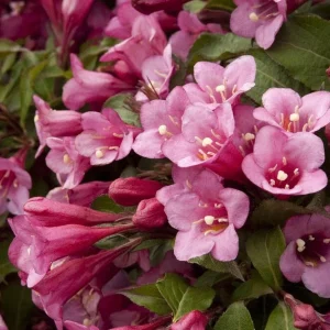 Minuet Weigela florida Live Well Rooted Cutting Plant 8-12 Inches Outdoor - Image 2