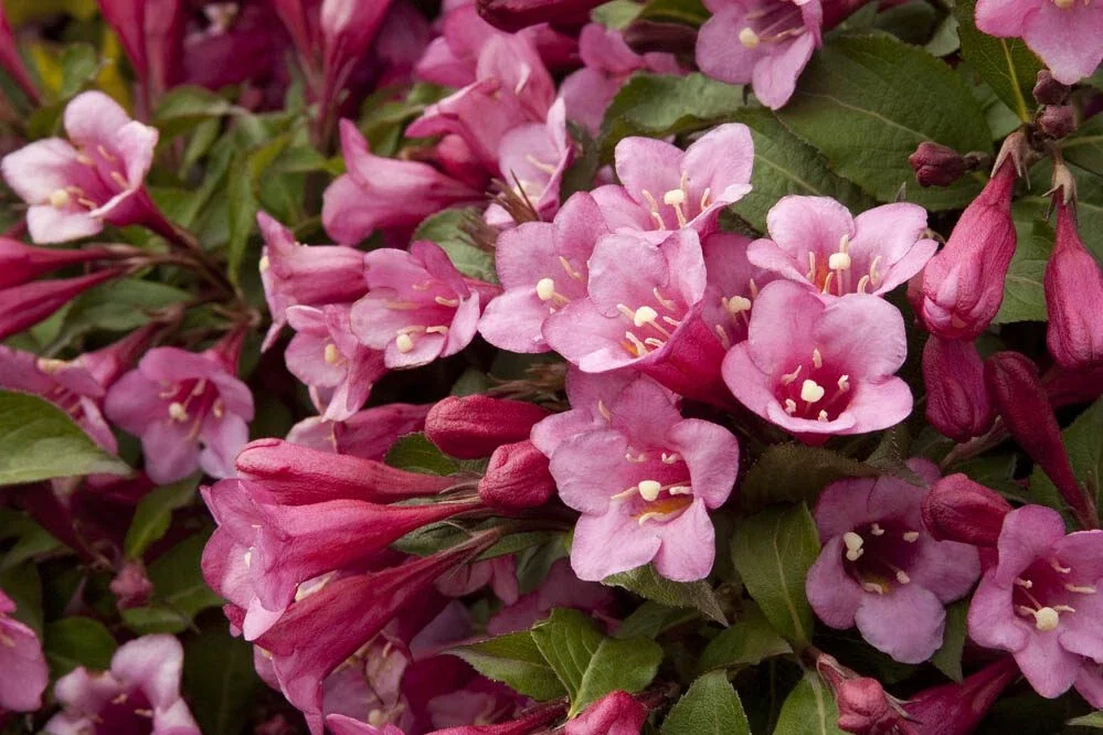 Minuet Weigela florida Live Well Rooted Cutting Plant 8-12 Inches Outdoor - Image 2