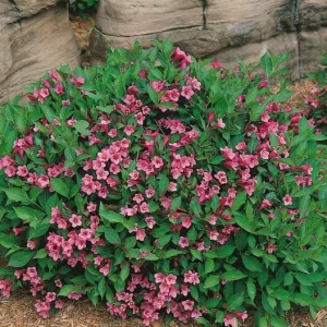 Minuet Weigela florida Live Well Rooted Cutting Plant 8-12 Inches Outdoor - Image 1