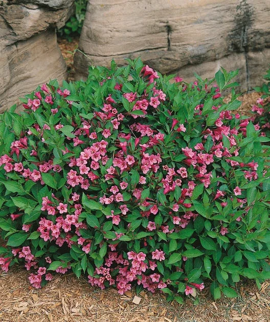 Minuet Weigela florida Live Well Rooted Cutting Plant 8-12 Inches Outdoor - Image 1
