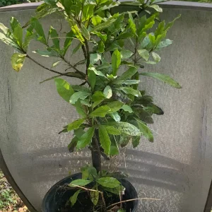 Miracle Berry Grafted Live Plant - Synsepalum dulcificum - Taste-Altering Fruit - 6-12 inches - Image 2