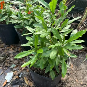 Miracle Berry Grafted Live Plant - Synsepalum dulcificum - Taste-Altering Fruit - 6-12 inches - Image 4