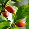 Miracle Berry Grafted Plant (Synsepalum dulcificum) Live Plant - Sweet Fruit - Image 1