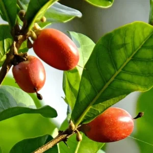 Miracle Berry Grafted Plant (Synsepalum dulcificum) Live Plant - Sweet Fruit - Image 1