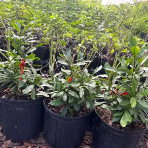 Miracle Berry Grafted Plant (Synsepalum dulcificum) Live Plant - Sweet Fruit - Image 5