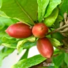 Miracle Berry Live Tree - 2ft+ Tall, Flowering, 3 Gallon Pot - Synsepalum dulcificum - Image 1