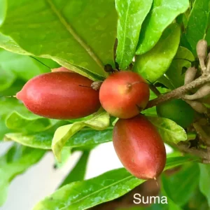 Miracle Berry Live Tree - 2ft+ Tall, Flowering, 3 Gallon Pot - Synsepalum dulcificum - Image 1