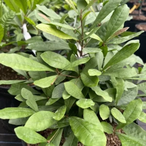 Miracle Berry Live Tree - 2ft+ Tall, Flowering, 3 Gallon Pot - Synsepalum dulcificum - Image 6