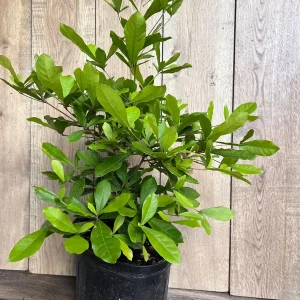 Miracle Fruit Live Plant – Synsepalum dulcificum – 3 Gallon Pot – Indoor/Outdoor - Image 3