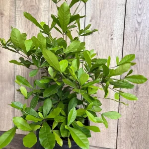 Miracle Fruit Live Plant – Synsepalum dulcificum – 3 Gallon Pot – Indoor/Outdoor - Image 4