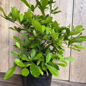 Miracle Fruit Live Plant – Synsepalum dulcificum – 3 Gallon Pot – Indoor/Outdoor - Image 5