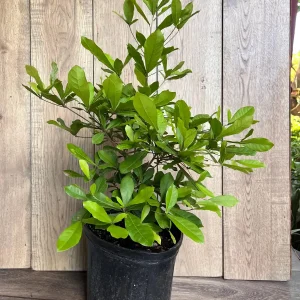 Miracle Fruit Live Plant – Synsepalum dulcificum – 3 Gallon Pot – Indoor/Outdoor - Image 7