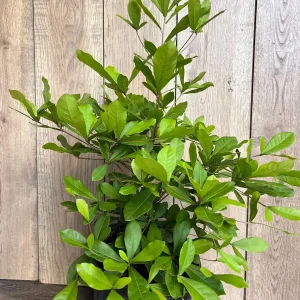 Miracle Fruit Live Plant – Synsepalum dulcificum – 3 Gallon Pot – Indoor/Outdoor - Image 8