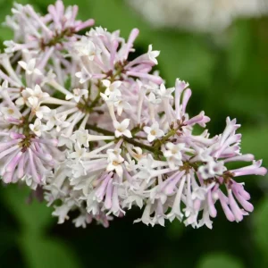 Miss Kim Lilac Live Plant – 6-12 Inch Tall Shrub – Quart Pot – Fragrant Lavender-Blue Blooms - Image 2