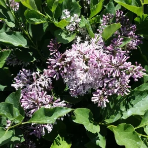 Miss Kim Lilac Live Plant – 6-12 Inch Tall Shrub – Quart Pot – Fragrant Lavender-Blue Blooms - Image 3