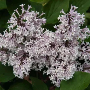 Miss Kim Lilac Live Plant – 6-12 Inch Tall Shrub – Quart Pot – Fragrant Lavender-Blue Blooms - Image 4