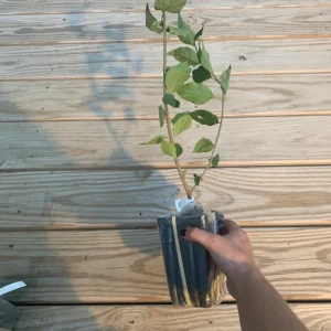 Miss Kim Lilac Live Plant – 6-12 Inch Tall Shrub – Quart Pot – Fragrant Lavender-Blue Blooms - Image 5