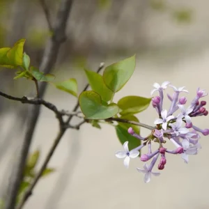 Miss Kim Lilac Live Plant – 6-12 Inch Tall Shrub – Quart Pot – Fragrant Lavender-Blue Blooms - Image 6