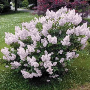 Miss Kim Lilac Live Plant – 6-12 Inch Tall Shrub – Quart Pot – Fragrant Lavender-Blue Blooms - Image 1