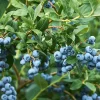 Misty Blueberry Live Plant - 1 foot Tall in 6 inch Pot - Outdoor Fruit Bush - Image 1